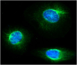 ICC/IF analysis of FKBP4 in HeLa cells line, stained with DAPI (Blue) for nucleus staining and monoclonal anti-human FKBP4 antibody (1:100) with goat anti-mouse IgG-Alexa fluor 488 conjugate (Green).