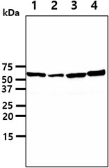The Cell lysates (40ug) were resolved by SDS-PAGE, transferred to PVDF membrane and probed with anti-human FKBP4 antibody (1:1000). Proteins were visualized using a goat anti-mouse secondary antibody conjugated to HRP and an ECL detection system.Lane 1. : HeLa cell lysate   Lane 2. : K562 cell lysateLane 3. : Jurkat cell lysateLane 4. : MCF-7 cell lysate