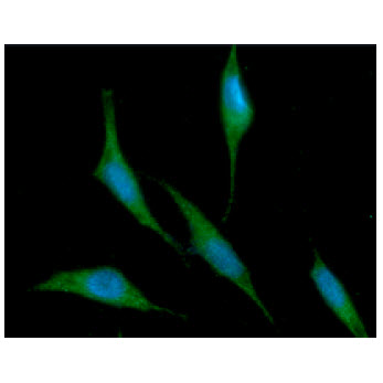 ICC/IF analysis of RNH1 in PC3 cells line, stained with DAPI (Blue) for nucleus staining and monoclonal anti-human RNH1 antibody (1:100) with goat anti-mouse IgG-Alexa fluor 488 conjugate (Green).