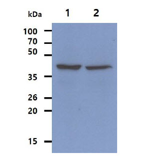 The Cell lysates (40ug) were resolved by SDS-PAGE, transferred to PVDF membrane and probed with anti-human RNH1 antibody (1:500). Proteins were visualized using a goat anti-mouse secondary antibody conjugated to HRP and an ECL detection system.Lane 1. : Jurkat cell lysate Lane 2. : HepG2 cell lysate 