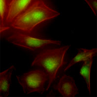 Immunofluorescence of human HeLa cells stained with Phalloidin-TRITC (Red) for Actin staining and monoclonal anti-human UBE2S antibody (1:500) with Alexa 488 (Green).