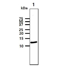 The Recombinant Protein (50ng) was resolved by SDS-PAGE, transferred to PVDF membrane and probed with anti-human AGXT antibody (1:1000). Proteins were visualized using a goat anti-mouse secondary antibody conjugated to HRP and an ECL detection system.Lane 1.: AGXT recombinant protein