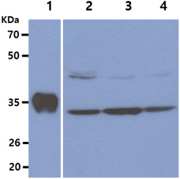 The recombinant human TYMS protein (50ng) and Cell lysates (40ug) were resolved by SDS-PAGE, transferred to PVDF membrane and probed with anti-human TYMS (1:2000). Proteins were visualized using a goat anti-mouse secondary antibody conjugated to HRP and an ECL detection system.Lane 1.: Recombinant proteinLane 2.: HeLa cell lysateLane 3.: Jurkat cell lysateLane 4.: MCF7 cell lysate