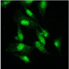 Immunofluorescence of HeLa cells were stained by monoclonal anti-human GCN5L2 antibody (1:500) with Alexa 488 (Green).