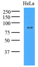 Cell lysates of HeLa (35ug) were resolved by SDS-PAGE, transferred to NC membrane and probed with anti-human GCN5L2 (1:1000). Proteins were visualized using a goat anti-mouse secondary antibody conjugated to HRP and an ECL detection system.