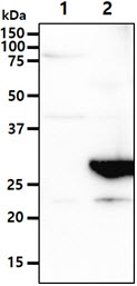 The Cell lysates (40ug) were resolved by SDS-PAGE, transferred to PVDF membrane and probed with anti-human MINCLE antibody (1:1000). Proteins were visualized using a goat anti-mouse secondary antibody conjugated to HRP and an ECL detection system.Lane 1. : 293T cell lysateLane 2. : MINCLE transfected 293T cell lysate