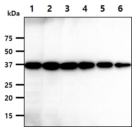 Cell lysates of HeLa (35ug) were resolved by SDS-PAGE, transferred to NC membrane and probed with anti-human GAPDH. Proteins were visualized using a goat anti-mouse secondary antibody conjugated to HRP and an ECL detection system.