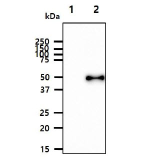 The recombinant proteins (50ng) were resolved by SDS-PAGE, transferred to PVDF membrane and probed with anti-human Aurora kinase B antibody (1:1000). Proteins were visualized using a goat anti-mouse secondary antibody conjugated to HRP and an ECL detection system.Lane 1.: Recombinant Human Aurora kinase ALane 2.: Recombinant Human Aurora kinase B