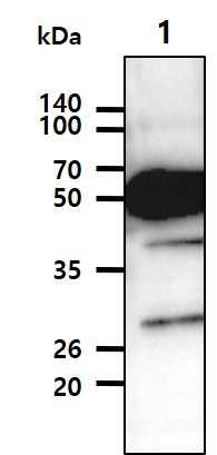 Cell lysates (35ug) were resolved by SDS-PAGE, transferred to PVDF membrane and probed with anti-human TUBB2b (1:500). Proteins were visualized using a goat anti-mouse secondary antibody conjugated to HRP and an ECL detection system.