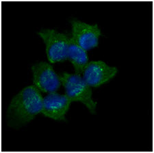 ICC/IF analysis of AKR1C1 in A431 cells line, stained with DAPI (Blue) for nucleus staining and monoclonal anti-human AKR1C1 antibody (1:100) with goat anti-mouse IgG-Alexa fluor 488 conjugate (Green).