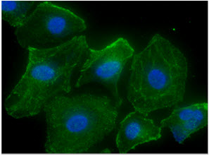 ICC/IF analysis of CASQ2 in HeLa cells line, stained with DAPI (Blue) for nucleus staining and monoclonal anti-human  CASQ2 antibody (1:100) with goat anti-mouse IgG-Alexa fluor 488 conjugate (Green).