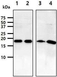 The lysates (40ug) were resolved by SDS-PAGE, transferred to PVDF membrane and probed with anti-human ARF1 antibody (1:1000). Proteins were visualized using a goat anti-mouse secondary antibody conjugated to HRP and an ECL detection system.Lane 1.: HeLa cell lysateLane 2.: HepG2 cell lysate Lane 3.: Brain tissue lysate Lane 4.: MCF cell lysate 