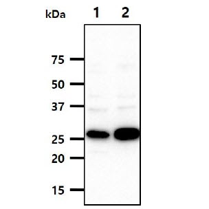 The extracts of HepG2(40ug) were resolved by SDS-PAGE, transferred to PVDF membrane and probed with anti-human PNPO (1:500 ~ 1:5000). Proteins were visualized using a goat anti-mouse secondary antibody conjugated to HRP and an ECL detection system.