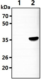 The Cell lysates (5ug) were resolved by SDS-PAGE, transferred to PVDF membrane and probed with anti-human AKR7A3 antibody (1:3000). Proteins were visualized using a goat anti-mouse secondary antibody conjugated to HRP and an ECL detection system.Lane 1.: 293T cell lysateLane 2.: AKR7A3 Transfected 293T cell lysate