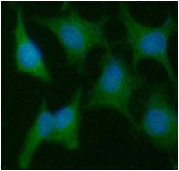 ICC/IF analysis of PPIC in HeLa cells line, stained with DAPI (Blue) for nucleus staining and monoclonal anti-human PPIC antibody (1:100) with goat anti-mouse IgG-Alexa fluor 488 conjugate (Green).