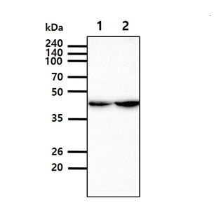 The cell lysates of HeLa (30ug) were resolved by SDS-PAGE, transferred to PVDF membrane and probed with anti-human KRT23 antibody (1:3000). Proteins were visualized using a goat anti-mouse secondary antibody conjugated to HRP and an ECL detection system.