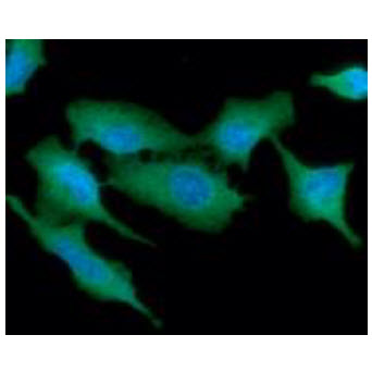 ICC/IF analysis of TP53I3 in A549 cells line, stained with DAPI (Blue) for nucleus staining and monoclonal anti-human TP53I3 antibody (1:100) with goat anti-mouse IgG-Alexa fluor 488 conjugate (Green).