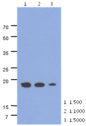 The cell lysates of HepG2 (40ug) were resolved by SDS-PAGE, transferred to PVDF membrane and probed with anti-human ADI1 antibody (1:500 ~ 1:1000). Proteins were visualized using a goat anti-mouse secondary antibody conjugated to HRP and an ECL detection system.