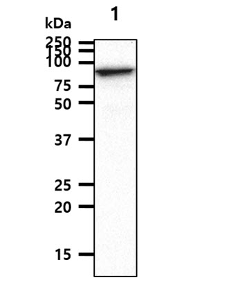 The HepG2 cell lysate (50ug) were resolved by SDS-PAGE, transferred to PVDF membrane and probed with anti-human STAT1 antibody (1:500, 1:1000, 1:2000). Proteins were visualized using a goat anti-mouse secondary antibody conjugated to HRP and an ECL detection system.