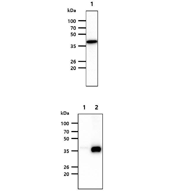 The cell lysate of Jurkat (30ug) were resolved by SDS-PAGE, transferred to PVDF membrane and probed with anti-human CIAO1 antibody (1:1000). Proteins were visualized using a goat anti-mouse secondary antibody conjugated to HRP and an ECL detection system.