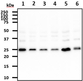 The cell lysates (40ug) were resolved by SDS-PAGE, transferred to PVDF membrane and probed with anti-human REXO2 antibody (1:500). Proteins were visualized using a goat anti-mouse secondary antibody conjugated to HRP and an ECL detection system.Lane 1. : SW480 cell lysate Lane 2. : HeLa cell lysateLane 3. : 293T cell lysateLane 4. : Jurkat cell lyateLane 5. : K562 cell lysateLane 6. : NIH3T3 cell lysate