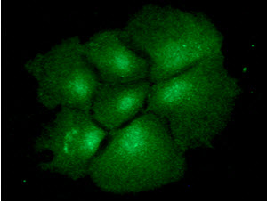 ICC/IF analysis of BMP2 in Hep3B cells line, stained with monoclonal anti-human BMP2 antibody (1:100) with goat anti-mouse IgG-Alexa fluor 488 conjugate (Green).