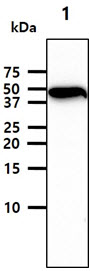 The cell lysate (40ug) were resolved by SDS-PAGE, transferred to PVDF membrane and probed with anti-human BMP2 antibody (1:1000). Proteins were visualized using a goat anti-mouse secondary antibody conjugated to HRP and an ECL detection system.Lane 1.: HepG2 cell lysate