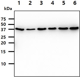 The cell lysates (40ug) were resolved by SDS-PAGE, transferred to PVDF membrane and probed with anti-human PCBP1 antibody (1:500). Proteins were visualized using a goat anti-mouse secondary antibody conjugated to HRP and an ECL detection system.Lane 1.: HeLa cell lysateLane 2.: HepG2 cell lysate Lane 3.: K562 cell lysate Lane 4.: 293T cell lysate Lane 5.: Jurkat cell lysate Lane 6.: MCF7 cell lysate 