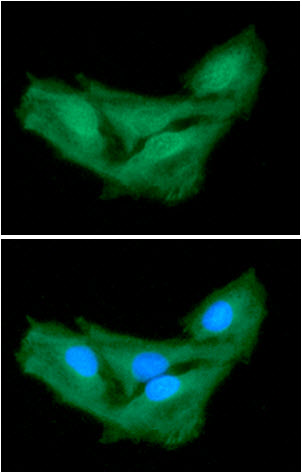 ICC/IF analysis of ASNA1 in HeLa cells line, stained with DAPI (Blue) for nucleus staining and monoclonal anti-human   ASNA1 antibody (1:100) with goat anti-mouse IgG-Alexa fluor 488 conjugate (Green).
