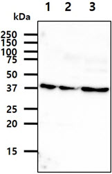 The cell lysates (40ug) were resolved by SDS-PAGE, transferred to PVDF membrane and probed with anti-human ASNA1 antibody (1:1000). Proteins were visualized using a goat anti-mouse secondary antibody conjugated to HRP and an ECL detection system.Lane 1.: HeLa cell lysateLane 2.: 293T cell lysate Lane 3.: MCF7 cell lysate 