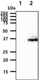 The cell lysates (40ug) were resolved by SDS-PAGE, transferred to PVDF membrane and probed with anti-human SGCD antibody (1:1000). Proteins were visualized using a goat anti-mouse secondary antibody conjugated to HRP and an ECL detection system.Lane 1.: 293T cell lysateLane 2.: SGCD transfected 293T cell lysate 
