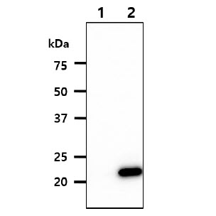 The cell lysates of Jurkat(40ug) were resolved by SDS-PAGE, transferred to PVDF membrane and probed with anti-human ASF1B antibody (1:1000).Proteins were visualized using a goat anti-mouse secondary antibody conjugated to HRP and an ECL detection system.