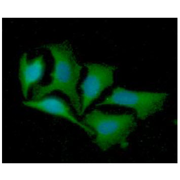 ICC/IF analysis of LRPAP in HeLa cells line, stained with DAPI (Blue) for nucleus staining and monoclonal anti-human   LRPAP1 antibody (1:100) with goat anti-mouse IgG-Alexa fluor 488 conjugate (Green).