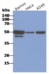 The cell lysates of Ramos, HeLa and A549 (40ug) were resolved by SDS-PAGE, transferred to PVDF membrane and probed with anti-human CD46 antibody (1:1000). Proteins were visualized using a goat anti-mouse secondary antibody conjugated to HRP and an ECL detection system.