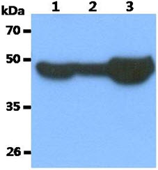 The Cell lysates (40ug) and Mouse tissue extract (40ug) were resolved by SDS-PAGE, transferred to PVDF membrane and probed with anti-human Tubulin Beta 3 antibody (1:1000). Proteins were visualized using a goat anti-mouse secondary antibody conjugated to HRP and an ECL detection system.Lane 1.: HeLa cell lysateLane 2.: 293T cell lysateLane 3.: Mouse Brain tissue extract