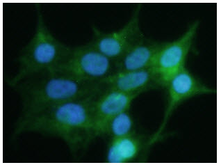 ICC/IF analysis of GPC4 in 293T cells line, stained with DAPI (Blue) for nucleus staining and monoclonal anti-human GPC4 antibody (1:200) with goat anti-mouse IgG-Alexa fluor 488 conjugate (Green).