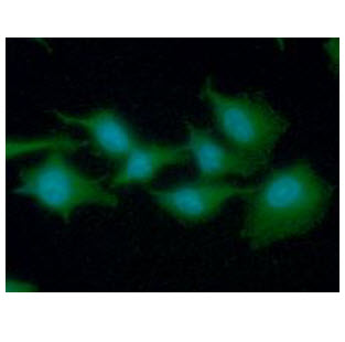 ICC/IF analysis of EEF1A1 in A549 cells line, stained with DAPI (Blue) for nucleus staining and monoclonal anti-human EEF1A1 antibody (1:100) with goat anti-mouse IgG-Alexa fluor 488 conjugate (Green).
