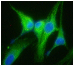 ICC/IF analysis of GRP94 in U87MG cells line, stained with DAPI (Blue) for nucleus staining and monoclonal anti-human GRP94 antibody (1:100) with goat anti-mouse IgG-Alexa fluor 488 conjugate (Green).