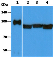 The Recombinant Human GRP94 (25ng) and Cell lysates (40ug) were resolved by SDS-PAGE, transferred to PVDF membrane and probed with anti-human GRP94 antibody (1:3000). Proteins were visualized using a goat anti-mouse secondary antibody conjugated to HRP and an ECL detection system.Lane 1.: Recombinant Human GRP94Lane 2.: HeLa cell lysateLane 3.: Jurkat cell lysateLane 4.: HepG2 cell lysate