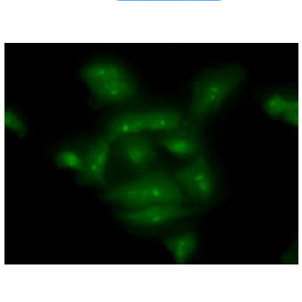 ICC/IF analysis of COMMD7 in  A549 cells line, stained with monoclonal anti-human COMMD7 antibody (1:100) with goat anti-mouse IgG-Alexa fluor 488 conjugate (Green).