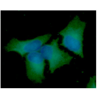 ICC/IF analysis of BECN1 in HeLa cells line, stained with DAPI (Blue) for nucleus staining and monoclonal anti-human     BECN1 antibody (1:100) with goat anti-mouse IgG-Alexa fluor 488 conjugate (Green).