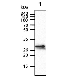 The Cell lysates (40ug) were resolved by SDS-PAGE, transferred to PVDF membrane and probed with anti-human CHODL antibody (1:1000). Proteins were visualized using a goat anti-mouse secondary antibody conjugated to HRP and an ECL detection system.Lane 1.: Jurkat cell lysate Lane 2.: HaCaT cell lysateLane 3.: HepG2 cell lysateLane 4.: HeLa cell lysate