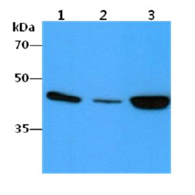 The cell lysates (40ug) were resolved by SDS-PAGE, transferred to PVDF membrane and probed with anti-human ACTA2 antibody (1:1000). Proteins were visualized using a goat anti-mouse secondary antibody conjugated to HRP and an ECL detection system.Lane 1.: HepG2 cell lysateLane 2.: SW480 cell lysateLane 3.: HeLa cell lysate