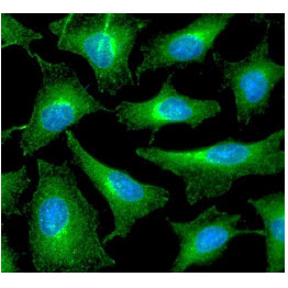 ICC/IF analysis of PRDX6 in HeLa cells line, stained with DAPI (Blue) for nucleus staining and monoclonal anti-human  PRDX6 antibody (1:100) with goat anti-mouse IgG-Alexa fluor 488 conjugate (Green).