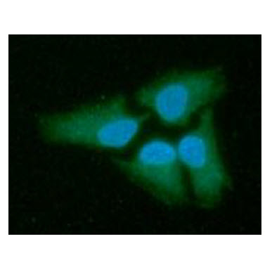 ICC/IF analysis of LDHB in HeLa cells line, stained with DAPI (Blue) for nucleus staining and monoclonal anti-human LDHB antibody (1:100) with goat anti-mouse IgG-Alexa fluor 488 conjugate (Green).