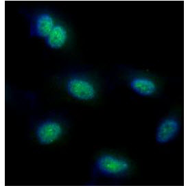 ICC/IF analysis of FUBP1 in HeLa cells line, stained with DAPI (Blue) for nucleus staining and monoclonal anti-human   FUBP1 antibody (1:100) with goat anti-mouse IgG-Alexa fluor 488 conjugate (Green).