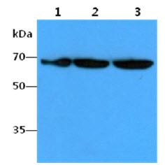 The Cell lysates (40ug) were resolved by SDS-PAGE, transferred to PVDF membrane and probed with anti-human FUBP1 antibody (1:1000). Proteins were visualized using a goat anti-mouse secondary antibody conjugated to HRP and an ECL detection system.Lane 1.: HeLa cell lysateLane 2.: HepG2 cell lysateLane 3.: Jurkat cell lysate