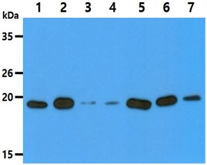 The Cell lysates (40ug) were resolved by SDS-PAGE, transferred to PVDF membrane and probed with anti-human DUSP3 antibody (1:3000). Proteins were visualized using a goat anti-mouse secondary antibody conjugated to HRP and an ECL detection system.Lane 1.: HeLa cell lysate Lane 2.: HepG2 cell lysate Lane 3.: Jurkat cell lysate Lane 4.: MCF7 cell lysateLane 5.: 293T cell lysateLane 6.: U87MG cell lysateLane 7.: K562 cell lysate