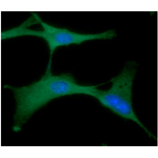 ICC/IF analysis of PGK1 in U87MG cells line, stained with DAPI (Blue) for nucleus staining and monoclonal anti-human PGK1 antibody (1:100) with goat anti-mouse IgG-Alexa fluor 488 conjugate (Green).
