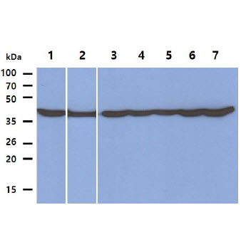 Cell lysates (40ug) were resolved by SDS-PAGE, transferred to PVDF membrane and probed with anti-human PGK1 antibody (1:1000). Proteins were visualized using a goat anti-mouse secondary antibody conjugated to HRP and an ECL detection system.Lane 1. : HeLa cell lysate Lane 2. : LNCaP cell lysate Lane 3. : A549 cell lysateLane 4. : HepG2 cell lysate Lane 5. : 293T cell lysate Lane 6. : K562 cell lysateLane 7. : Jurkat cell lysate